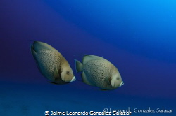 A couple of angelfish swimming in the blue... by Jaime Leonardo Gonzalez Salazar 